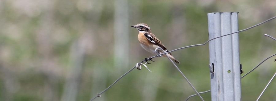 Journée de la biodiversité