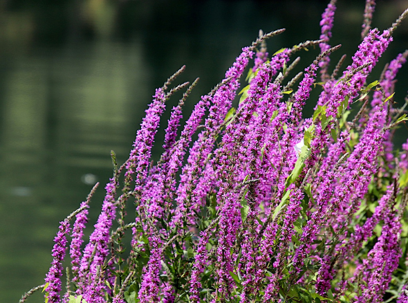 Gewöhnliche Salicaria