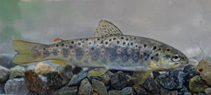 truite de rivière