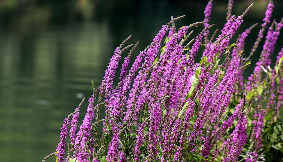 Gewöhnliche Salicaria